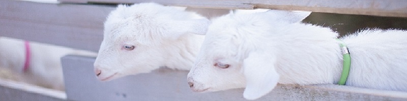 �����擾�N���X�^�[�� XYZ �y�f�h�����N���T�C�g